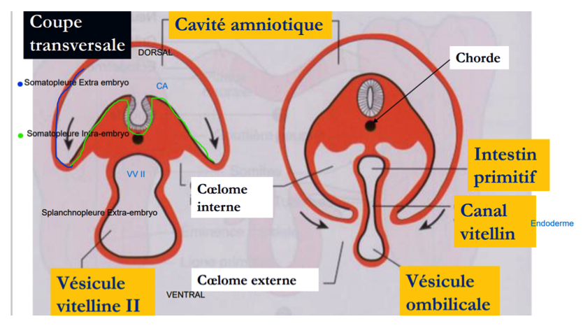Réponse forum coelomes.png
