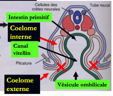 Réponse forum coelomes 2.png