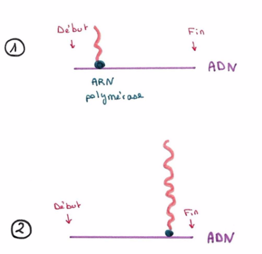 Transcription.png