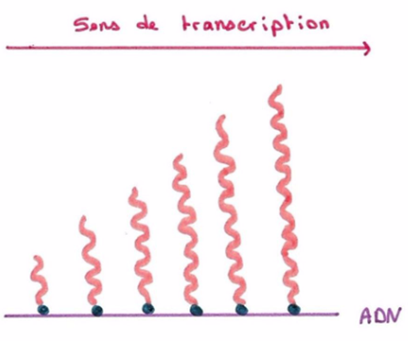 Transcription 2.png