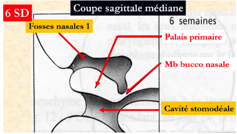 Réponse forum choanes 1.png