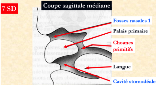 Réponse forum choanes 2.png