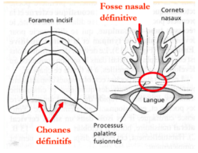 Réponse forum choanes 3.png