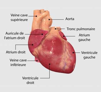 French-350x321.png