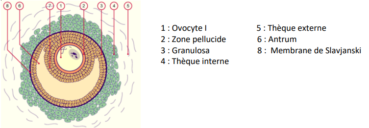 BDR schéma.png