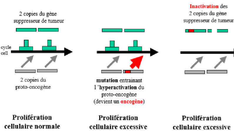 cycle cellulaire.png