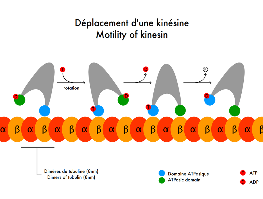motility of kinesin.png