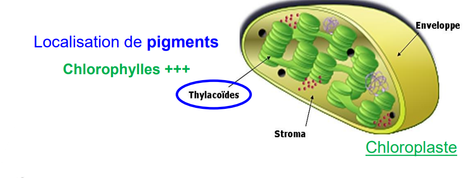 Photosynthèse.png