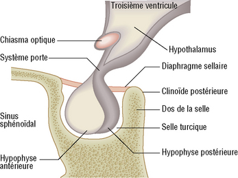 Hypophyse.jpeg
