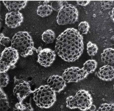 Clathrine cryofracture.png