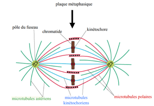 Microtubules.png