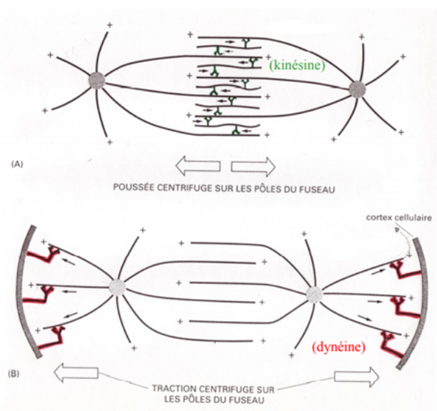 Anaphase B.png