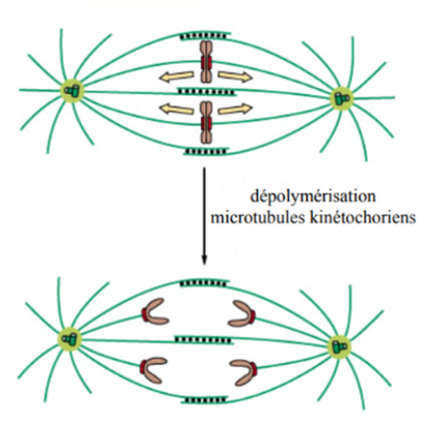 Anaphase A.png