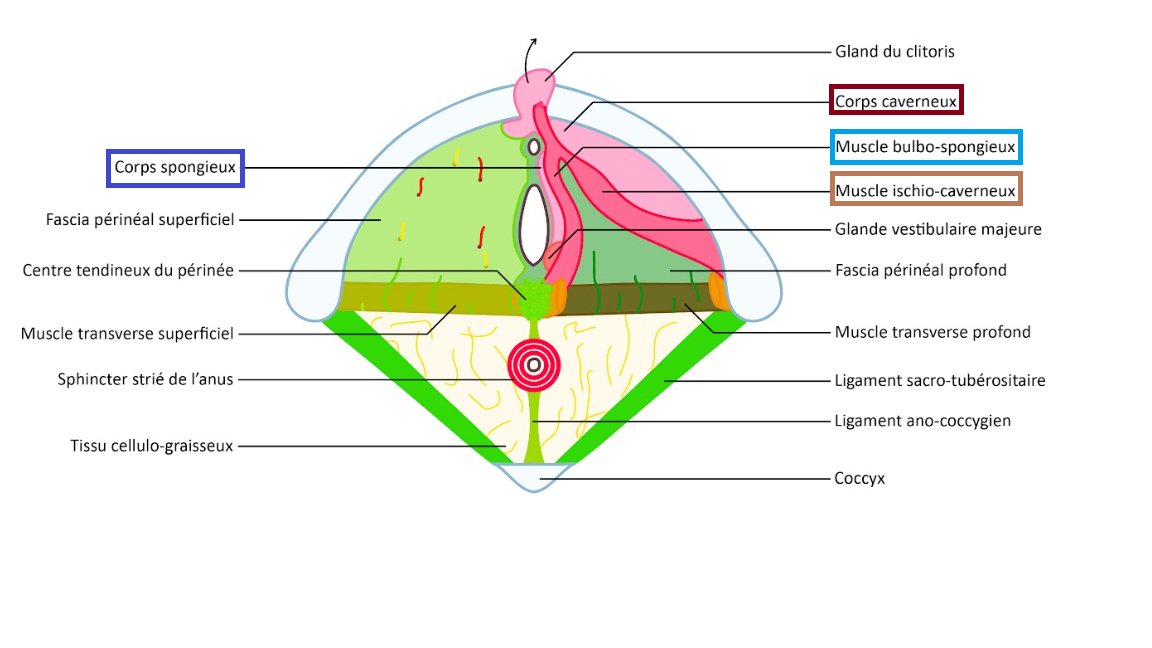 schéma réponse forum.png