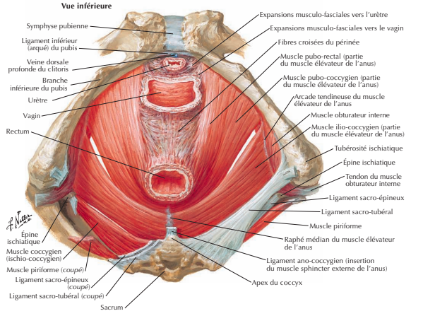 Pelvis féminin.png
