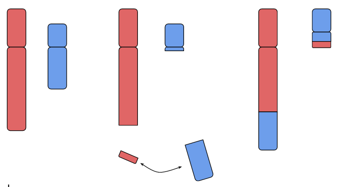 translocation 1.png