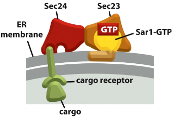 Récepteur cargo.png