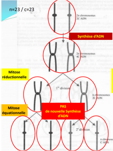 Capture d'écran 2023-04-24 113629.png