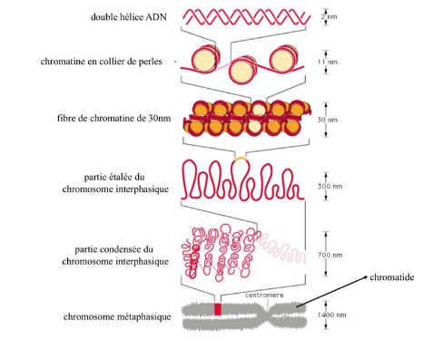 niveaux de compaction fibre chromatinienne .png