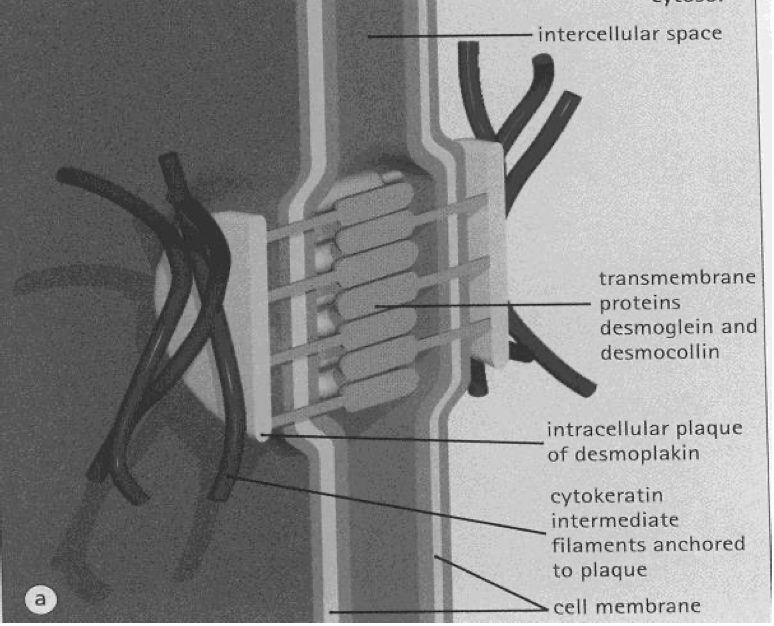 desmosome.png