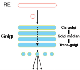 Polarisation golgi.png