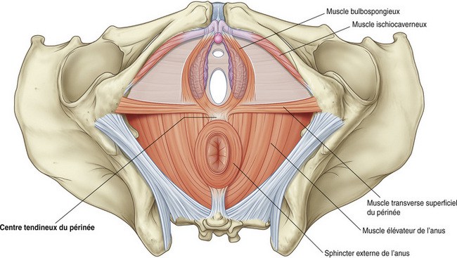 Centre tendinneux du périnée.jpeg