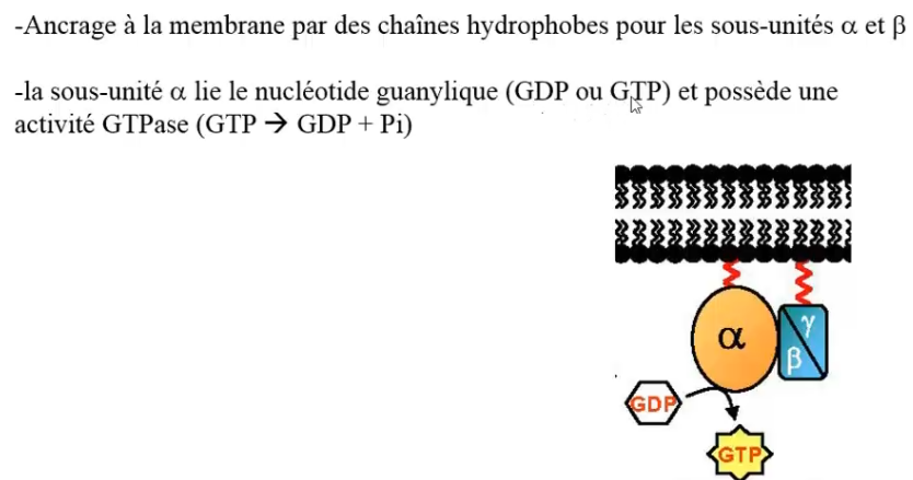 signalisation cell tut.PNG