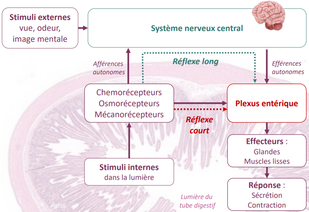 schema reflexe long reflexe court.png