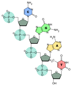 DNA-Nucleobases.svg.png