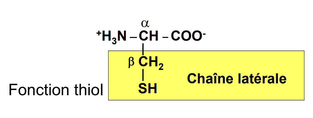 cystéine.PNG
