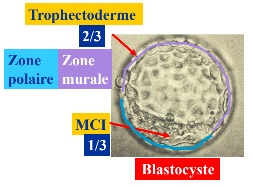 schéma embryo .png