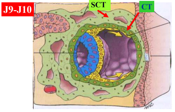 schéma embryo 2.png