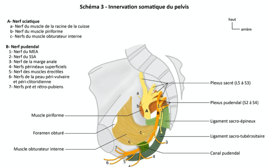 Schéma plexus pudendal.png