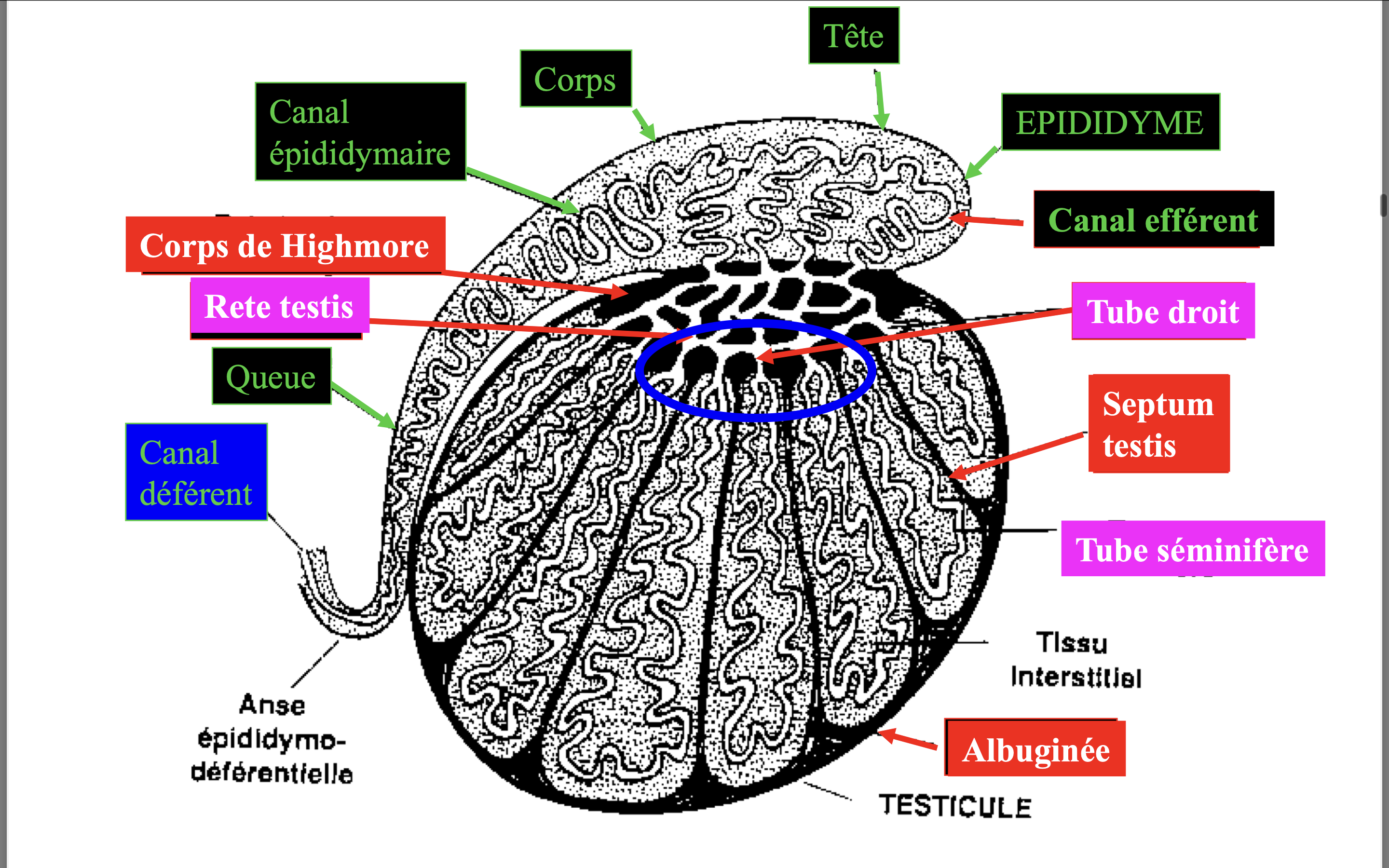 Capture d’écran 2024-02-21 à 15.45.46.png