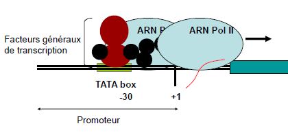 promoteur.JPG