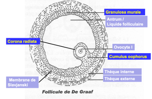 Capture d'écran 2024-02-29 192049.png