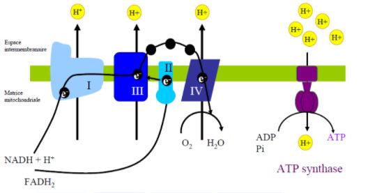 Chaîne respiratoire.JPG