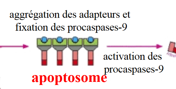 Capture d’écran 2024-03-24 091412.png