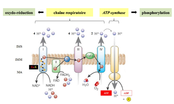 screen chaine mitochondriale .png