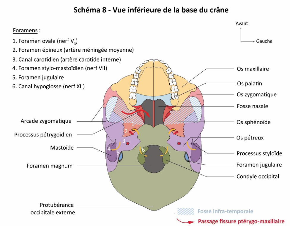 vue inférieure de la base du crane.png