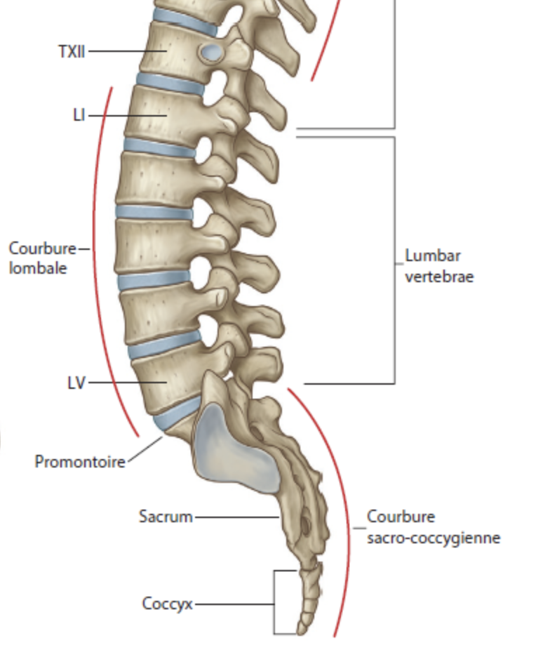 sacrum.png