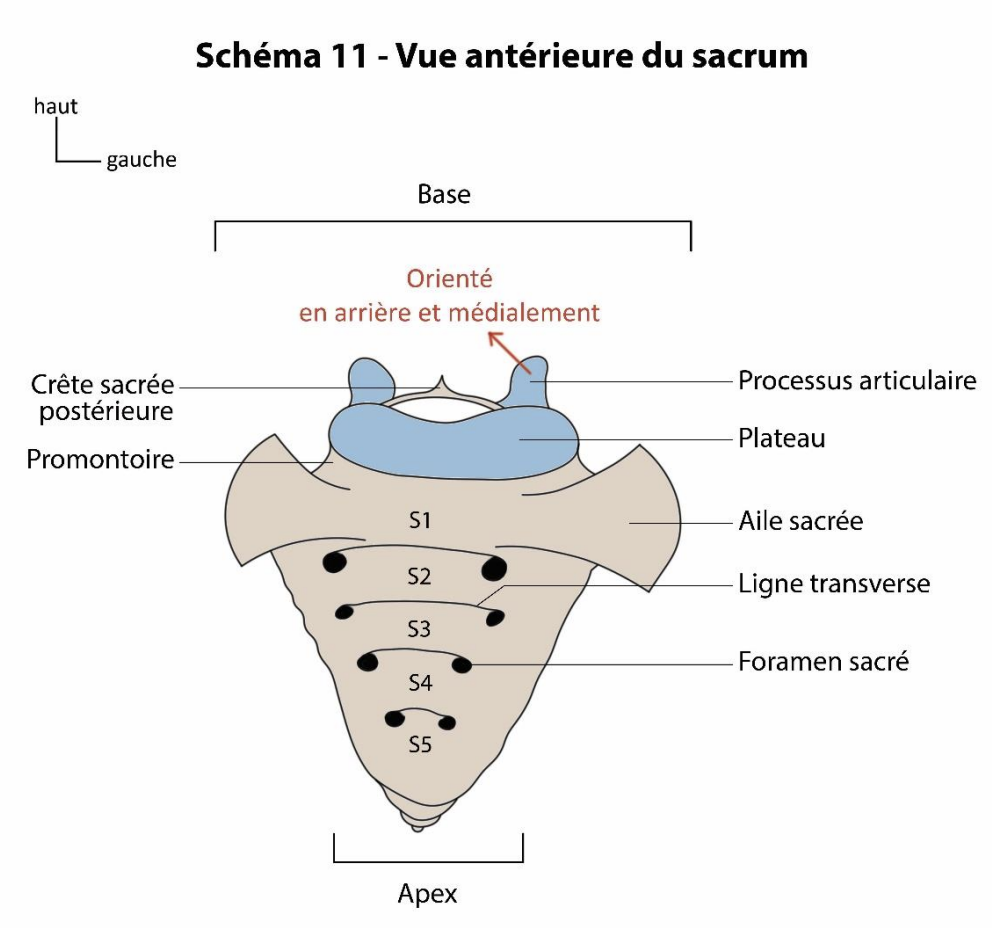 Vue antérieure sacrum.png