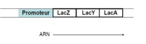 Opéron Lactose.JPG