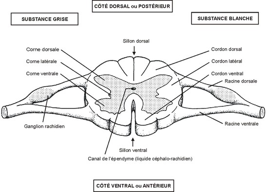 01ElementsFig02.jpg