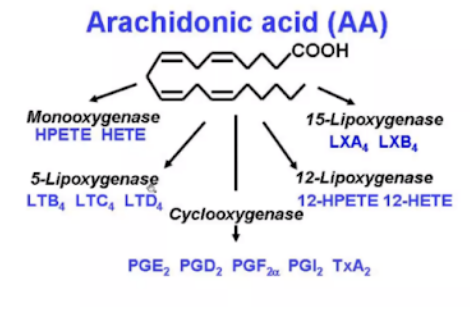 précurseuurs acide arachidonqiue.png