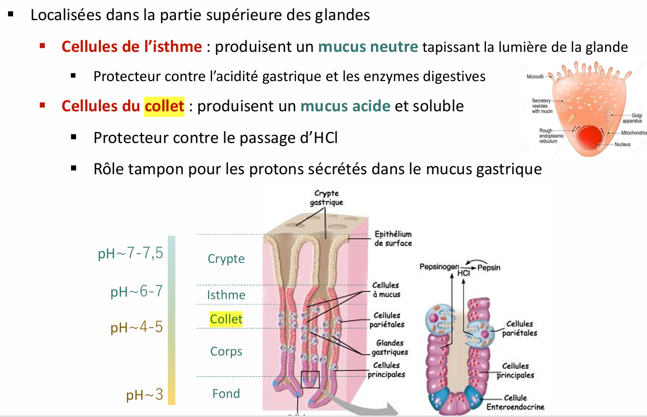 Capture d’écran 2024-11-10 123422.png