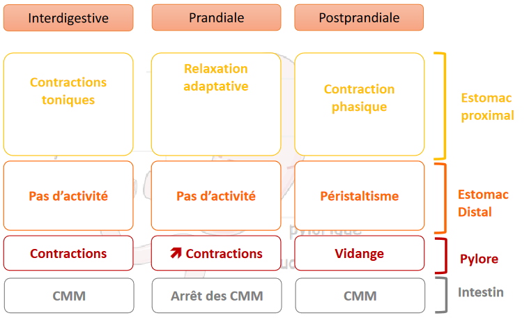 shémas récap cour digestion.png