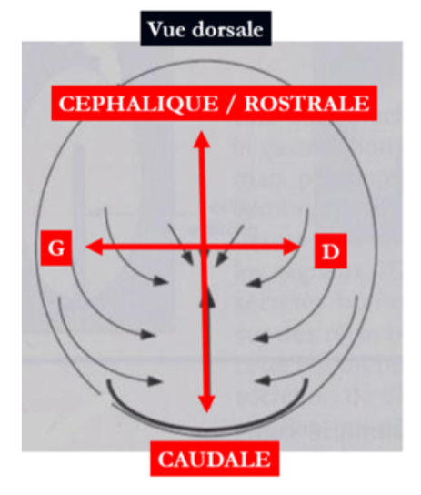 Vue dorsale.PNG
