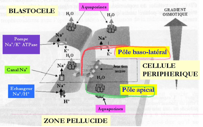 Capture d’écran 2025-04-24 à 15.28.36.png