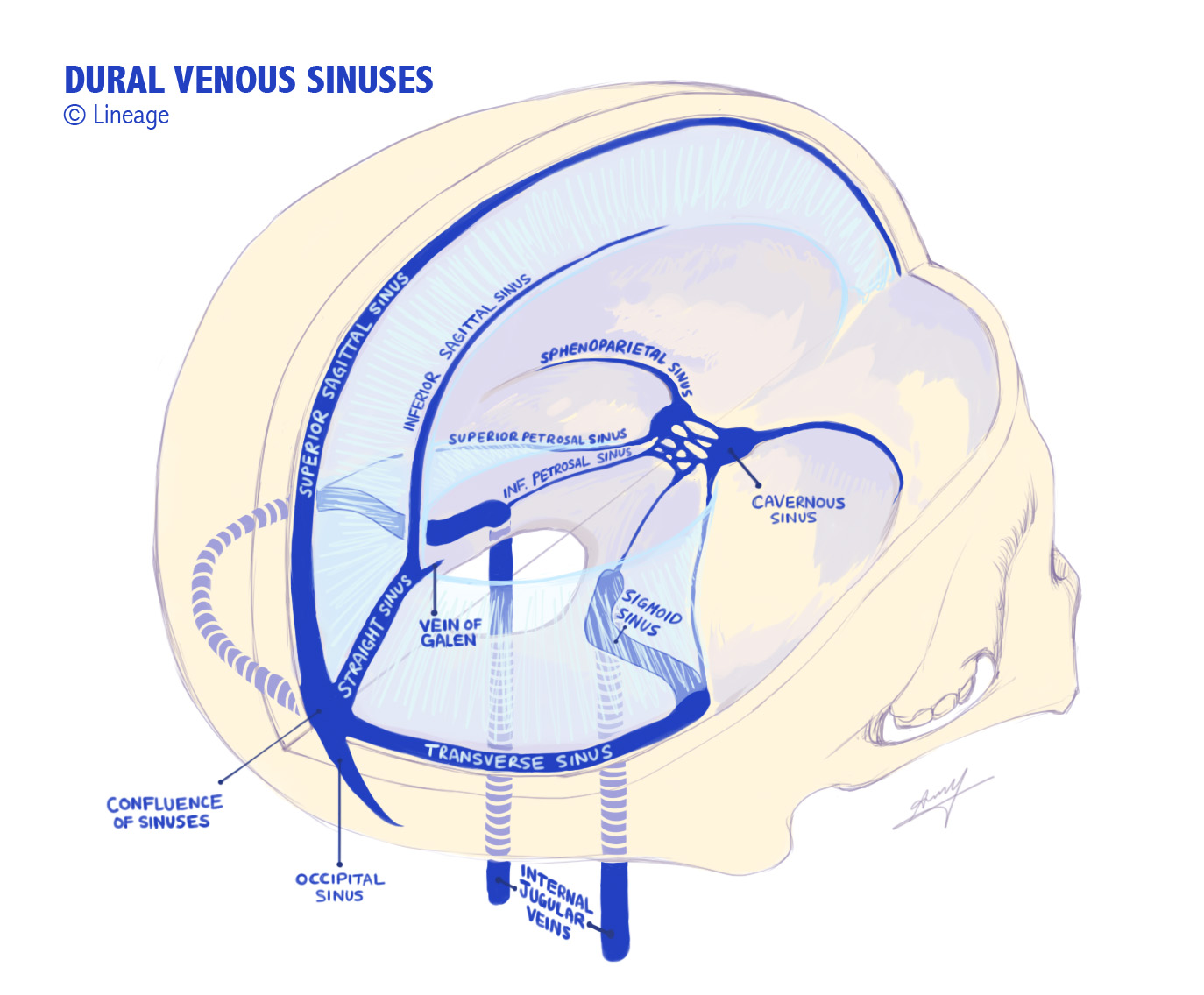 dural venous sinuses.jpg